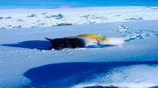 و تستمر معانات الرحّل في اقليم أزيلال ، هكذا يتنقل الرحّل تحت قسوة الطبيعة و بتو…