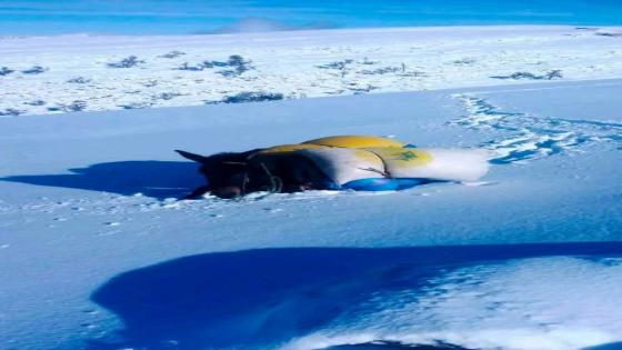 و تستمر معانات الرحّل في اقليم أزيلال ، هكذا يتنقل الرحّل تحت قسوة الطبيعة و بتو…