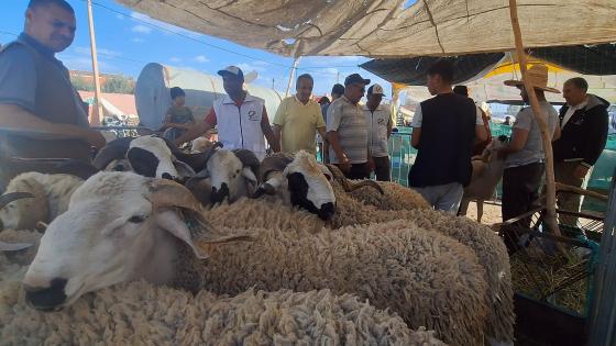 أسعار أضاحي العيد بورزازات: مطالب بضرب يد “الشناقة” ورزازات – زاكورة نيوز
في وق…