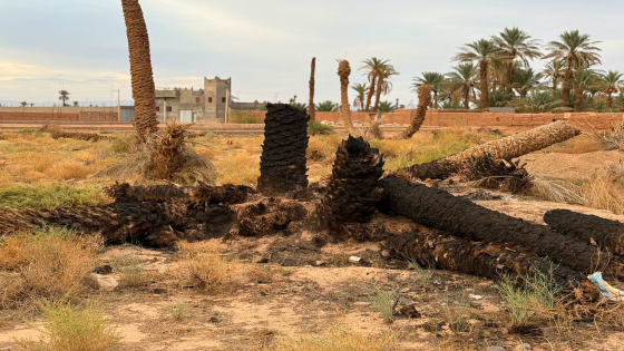 الأمن المائي بزاكورة في ضوء الخطاب الملكي: بين حماية مياه الفيضانات والحلول المب…