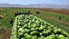 البطيخ الأحمر بزاكورة: “الذهب الأخضر” بين إنعاش جيوب الفلاحين وشبح العطش المستدا…