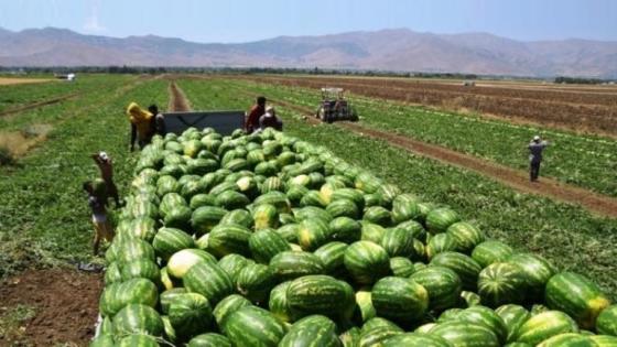 البطيخ الأحمر بزاكورة: “الذهب الأخضر” بين إنعاش جيوب الفلاحين وشبح العطش المستدا…