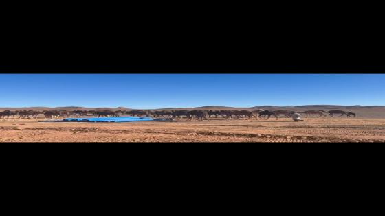 امحاميد الغزلان #المحاميد #زاكورة #zagora