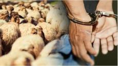 درك أمغران يفكك شبكة إجرامية متخصصة في سرقة الماشية بإقليم ورزازات ورزازات – زا…