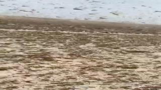 فيديو متداول: “جيوش” من الجراد تكتسح صحراء الداخلة (23 نونبر)