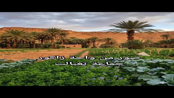 قبل أن تأكل… تذكر هذا الرجل خلف كل ثمرة تصل إلى موائدنا، يقف فلاح بسيط استيقظ…