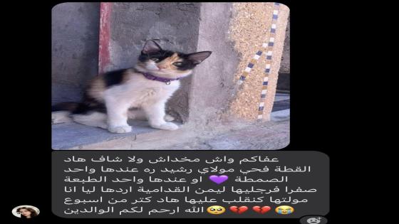 من بريد الجريدة البحث عن قطة ضائعة
لي شافها ولا عندو عليها شي معلومة يتصل ب
063…