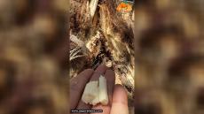 من عبق الماضي.. هكذا كان يستمتع أهل زاكورة بـ “الجمار”. زاكورة نيوز تعتبر عملي…