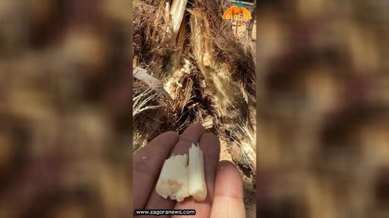 من عبق الماضي.. هكذا كان يستمتع أهل زاكورة بـ “الجمار”. زاكورة نيوز تعتبر عملي…